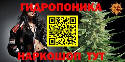 шишки Усть-Джегута